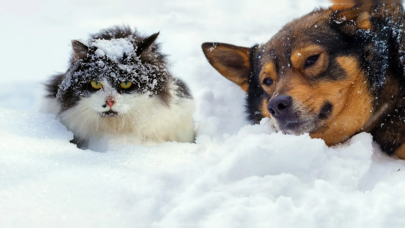 Gut geschützt durch die kalten Monate – viele Tiere benötigen im Winter besondere Pflege.  (Foto: öw/vvita)