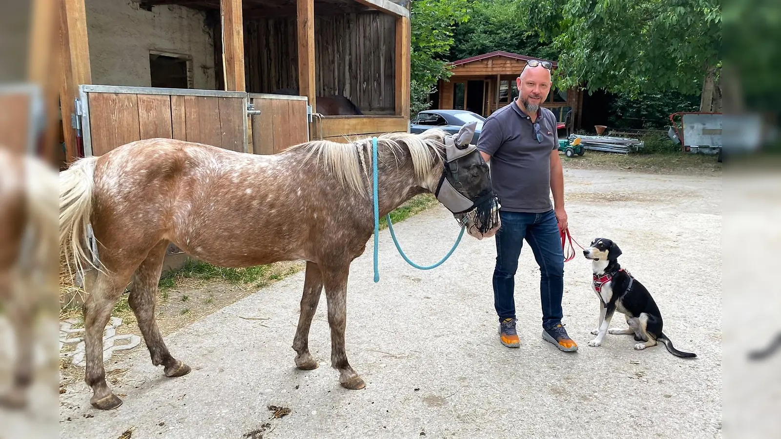 Das Training mit Benedikt Scheppan findet auch mal bei den Pferden statt. Hier übt Junghund Sammy, in der Nähe des Familienponys ruhig und gelassen zu bleiben.  (Foto: privat)