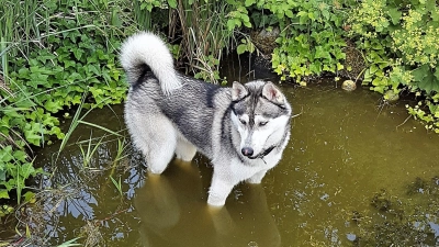 Haustier Hund Husky Gartenteich (Foto: chk)