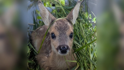 Sieben Rehkitzen hatten sich in der Streuobstwiese versteckt - und wurden vor dem Mähtod gerettet.  (Foto: Stadt Dachau)