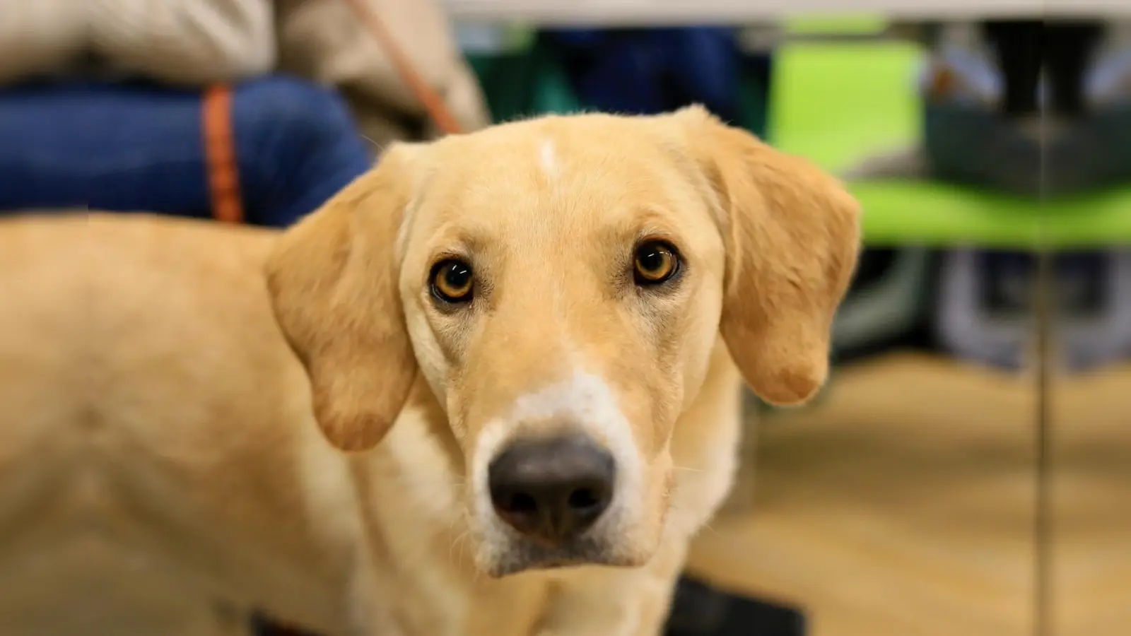 Spenden für Hunde in der Ukraine werden am Aktionstag gesammelt, dazu gibt es ein interessantes Rahmenprogramm. (Foto: Charlotte Blea)