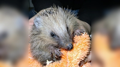 Dieser kleine Kerl war zu noch zu leicht, um den Winter zu überstehen. Er landete im Dachauer Tierheim. (Foto: TH Dachau)