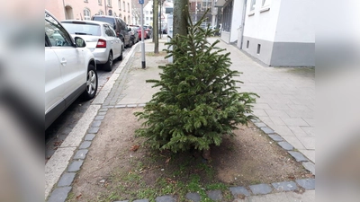 Den Baum bitte abgeschmückt und gut sichtbar vor der Tür legen. (Foto: Radio38)