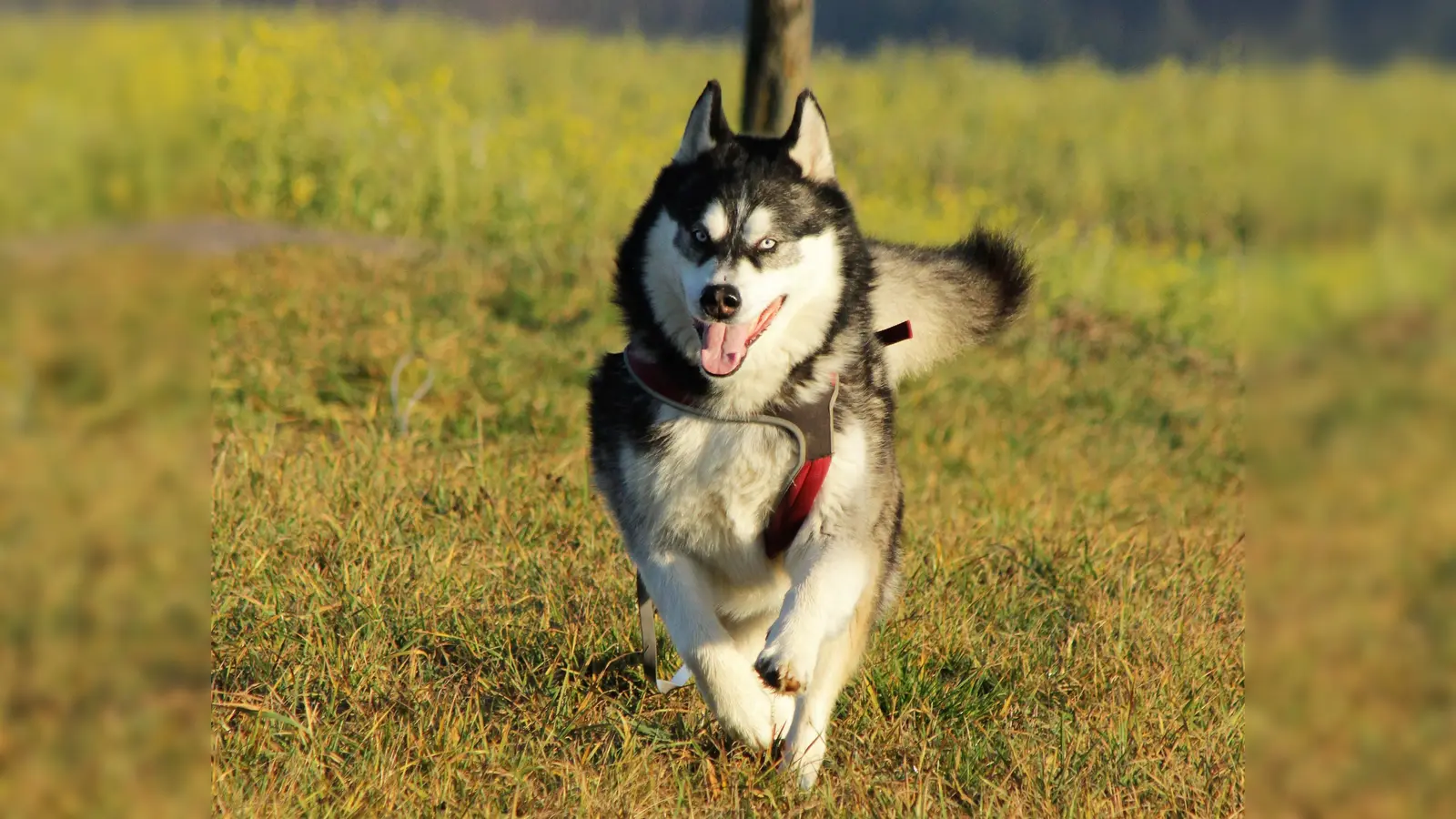 Spielkameraden jeder Größe kommen zur Hundespielstunde am Leitenweg 1. (Foto: ek)