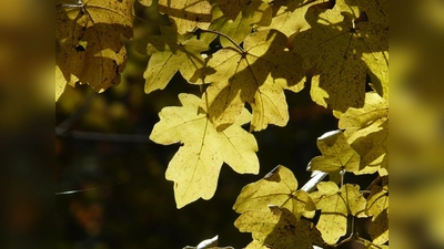 Der Feldahorn ist nicht nur robust, sondern auch trockenresistent. (Foto: pixabay)