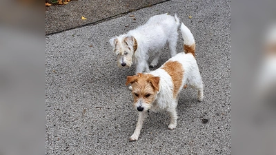 Junior und Senior auf dem Weg in die Hundespielstunde. (Foto: chk)