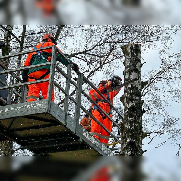 Bei Arbeiten mit der Motorsäge in größerer Höhe sind Technik, Sicherheit und Teamarbeit gefordert. (Foto: KBI Dachau)