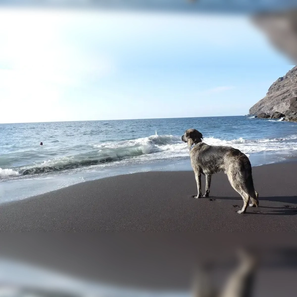 Urlaubshund blickt raus aufs Meer. (Foto: Deutscher Tierschutzbund e.V./Erhardt)