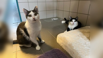 Auch Gina und Gordy warten auf ein neues Zuhause.  (Foto: TH Dachau)