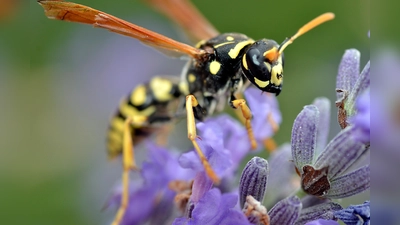 Ruhe bewahren! Wespen sind nicht aggressiv. Sie wehren sich nur, wenn sie sich bedroht fühlen. (Foto: ÖW-AS Christian Musat)