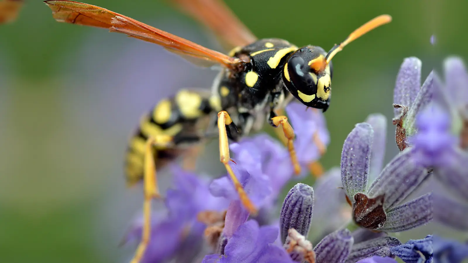 Ruhe bewahren! Wespen sind nicht aggressiv. Sie wehren sich nur, wenn sie sich bedroht fühlen. (Foto: ÖW-AS Christian Musat)
