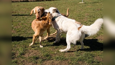 Die Freude ist groß, wenn man die Kumpels in der Spielstunde trifft. (Foto: privat)
