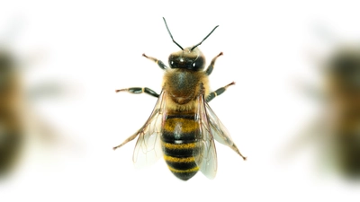 Honigbiene. (Foto: wsp)