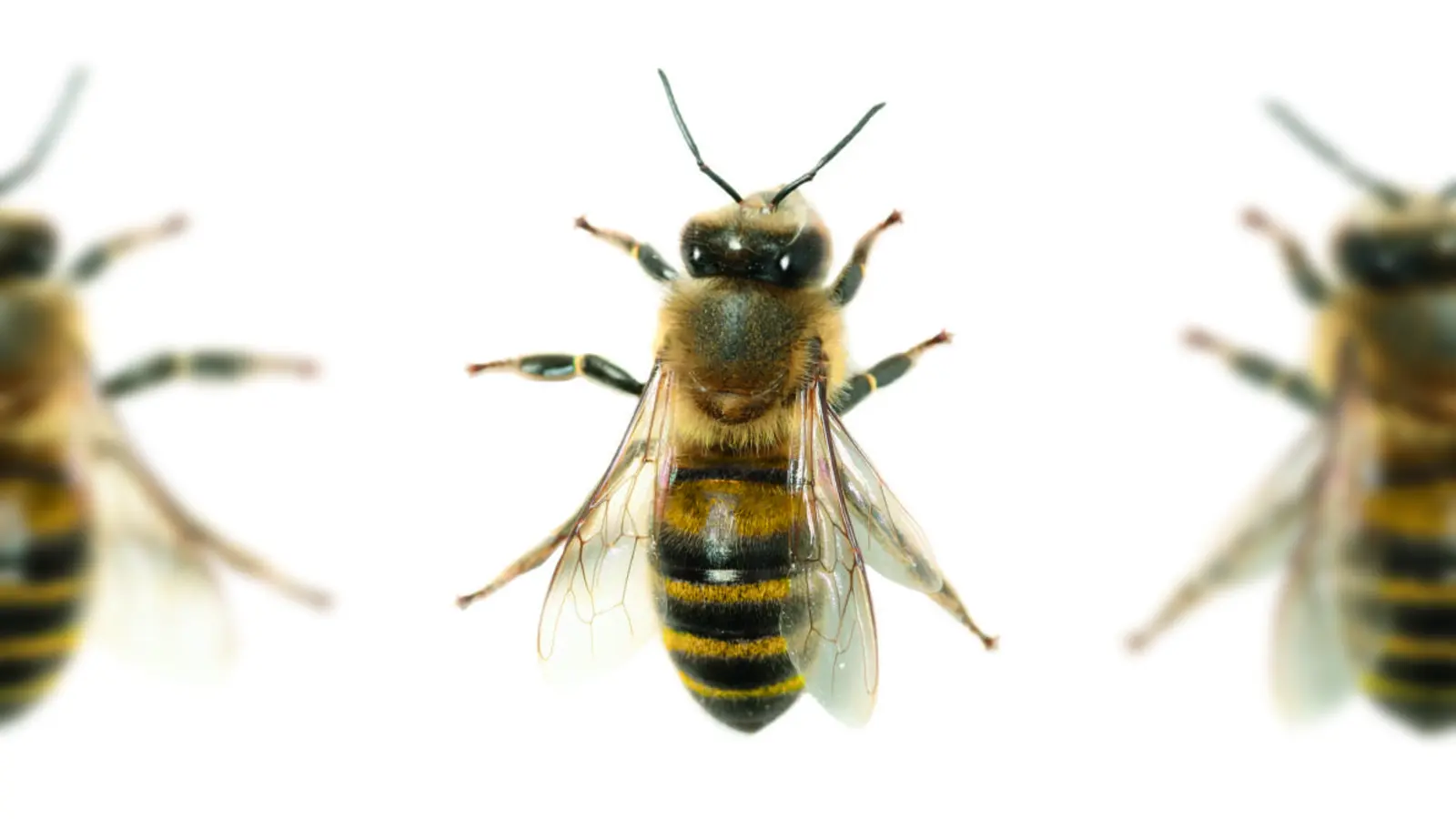 Honigbiene. (Foto: wsp)